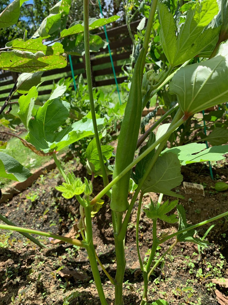 家庭菜園 オクラの実の生え方にびっくり In My Life